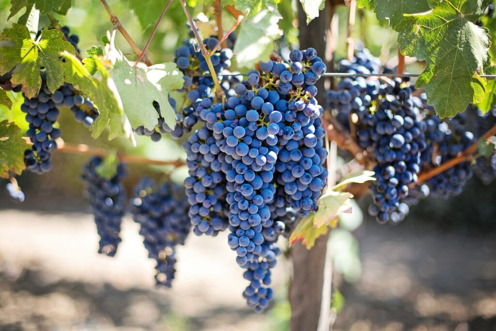 Close-up of ripe purple wine grapes growing on a vine in a vineyard
