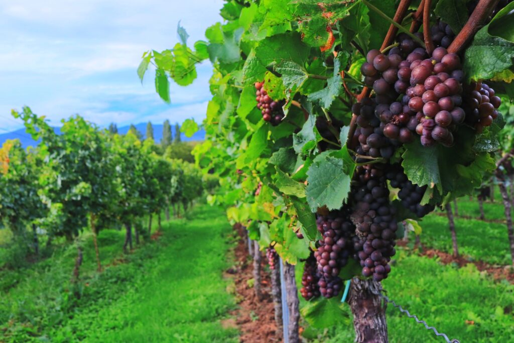 Ripe wine grapes hanging on vines in a lush vineyard, ideal for home winemaking inspiration