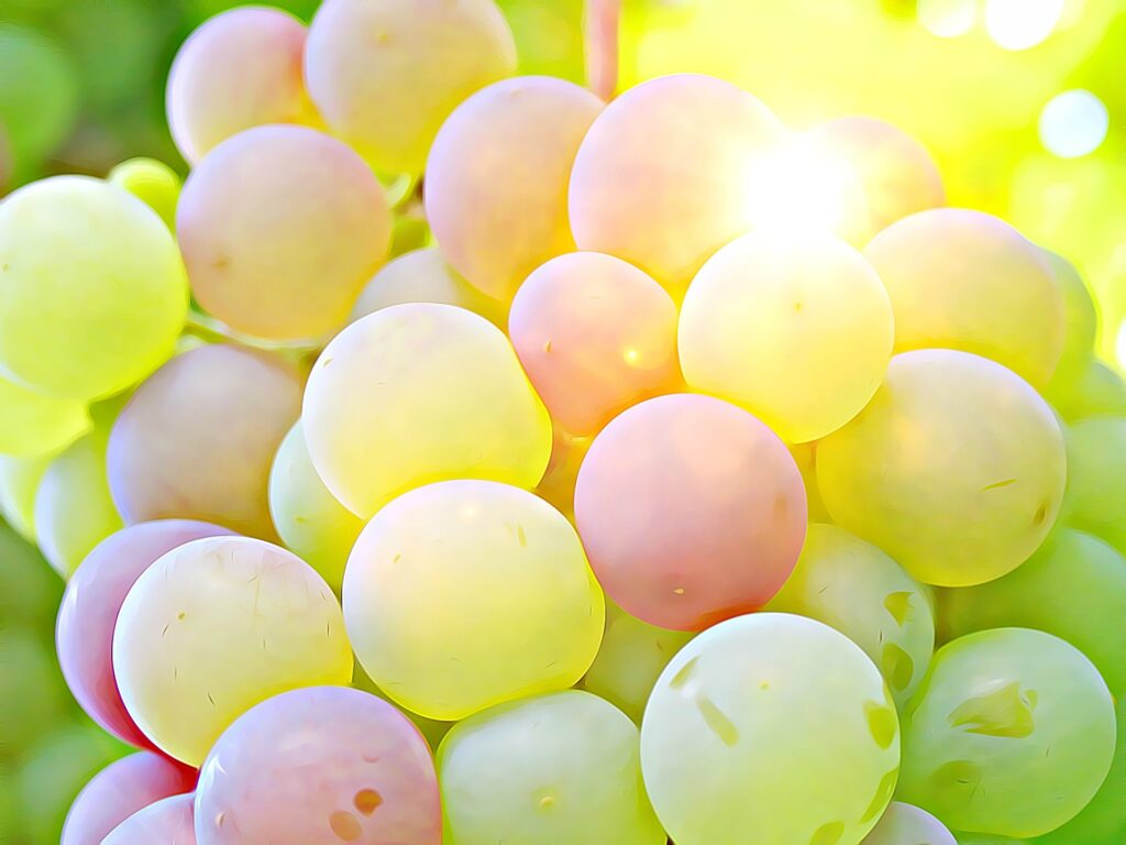 Close-up of white wine grapes glowing in sunlight, symbolizing freshness and summer harvest