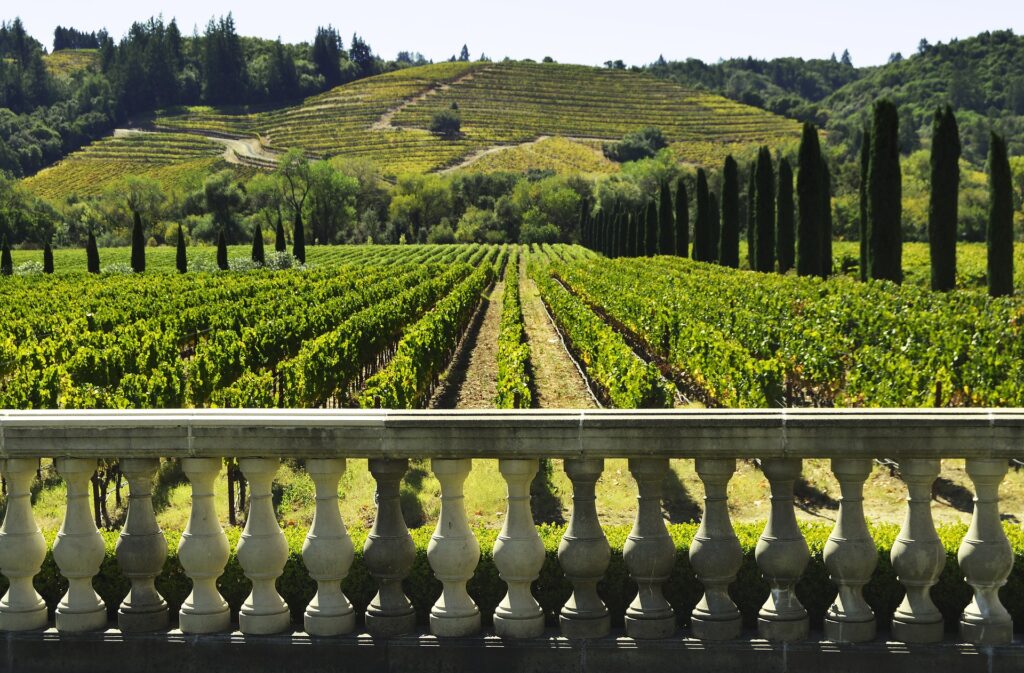 Vineyard with rows of grapevines and hillside in the background, ideal setting for winemaking