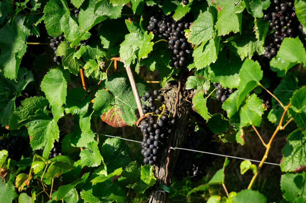 Clusters of dark grapes hanging from a leafy green vine