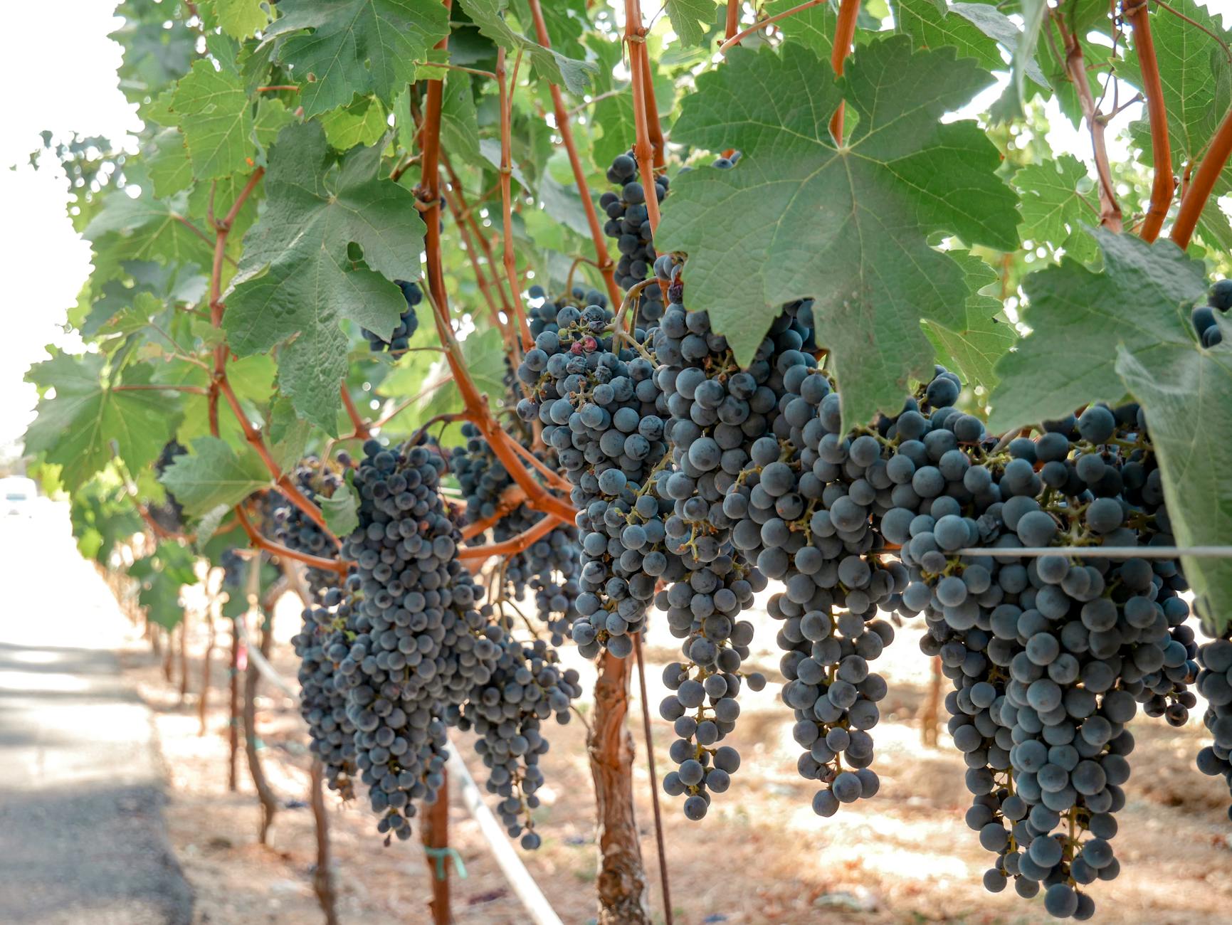 Close-up of ripe Cabernet Sauvignon grapes on the vine in California.