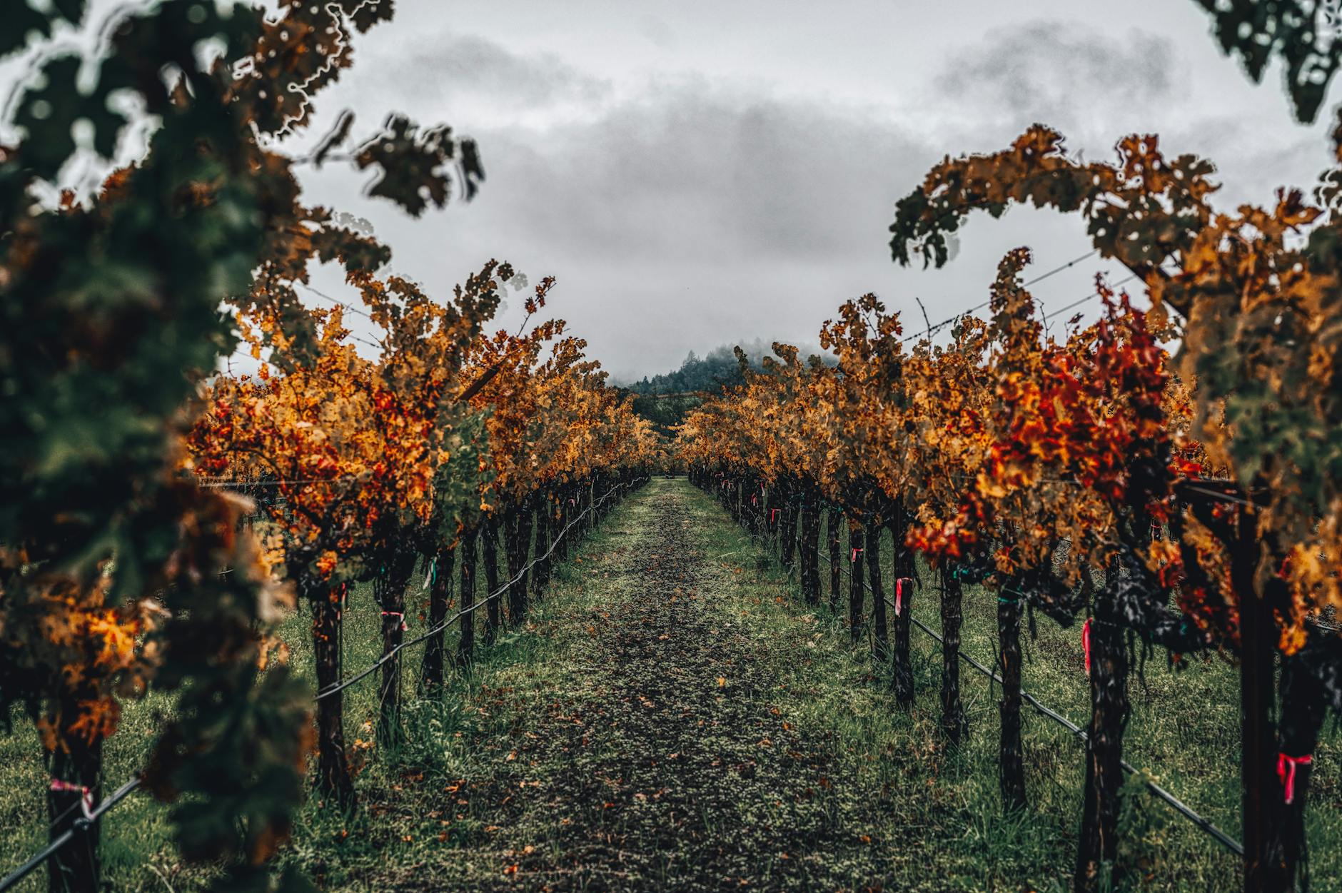 Autumn vineyard in California with golden leaves under cloudy skies.